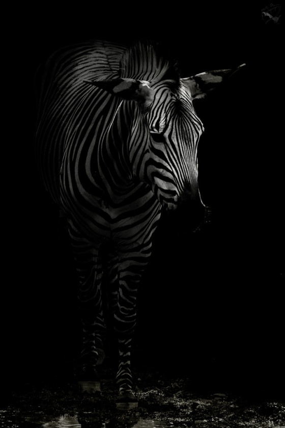 Zebra, portrait, Notis Stamos, Zoo, Animal, B&W
